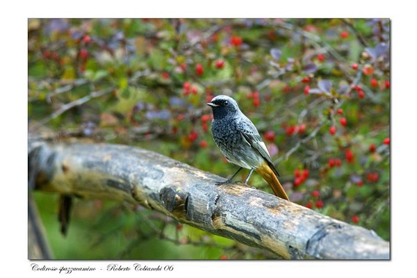 Codirosso spazzacamino (Phoenicurus ochruros).